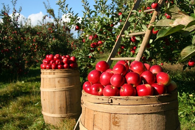 Blockchain And Agriculture: Singapore-Based Firm Traces Apples Via Blockchain