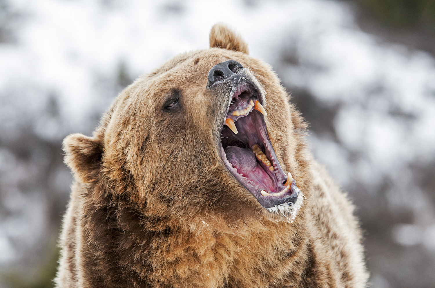 Traders Now Betting 2-to-1 The Bitcoin Cash Fork Will Cause Price Decline