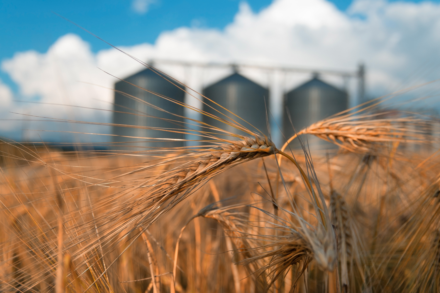 Overstock’s Medici Invests $2.5 Million In Grain Tech Firm’s Blockchain Pivot