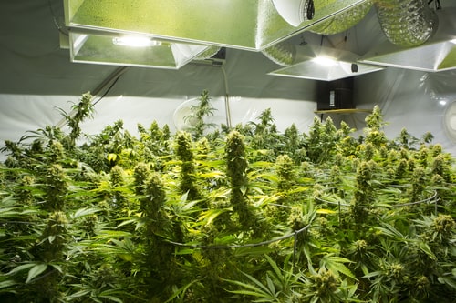 Marijuana Explosion: 2 Major Developments Reaffirms Growth Potential Of Aurora Cannabis Stock