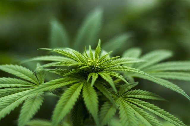 Martha Stewart To Help Canopy Growth (CGC) Develop Cannabis Lifestyle Brands?