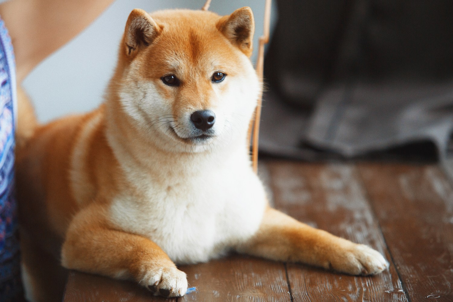 Elon Musk Calls Dogecoin ‘My Fav Cryptocurrency’