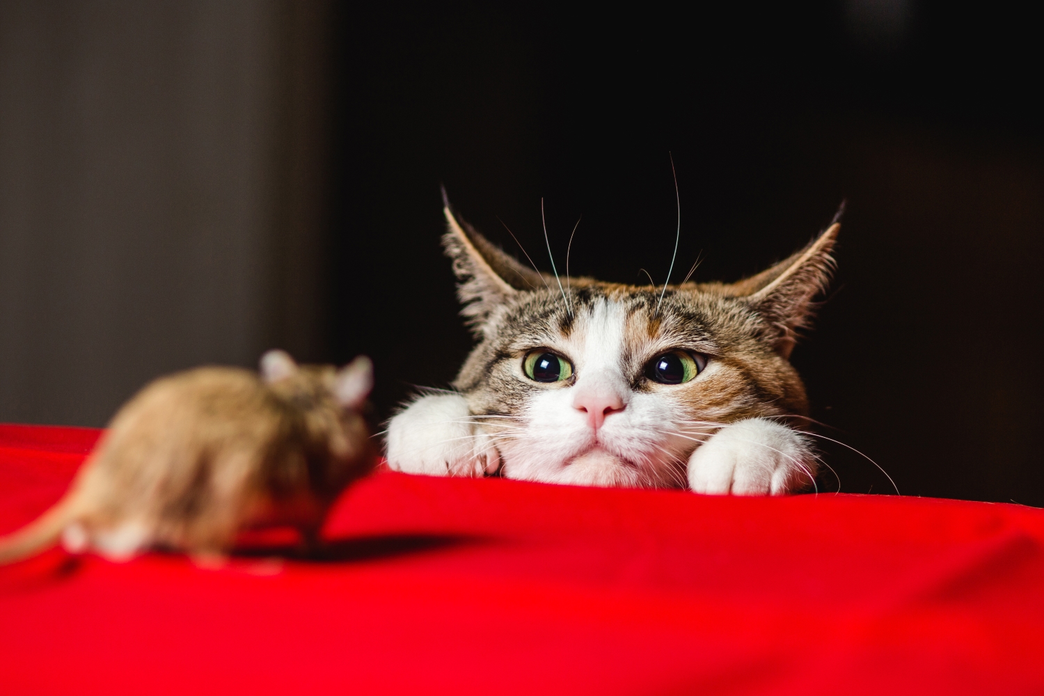 The Cat-and-Mouse Game Of Crypto Regulation Enters A New Phase