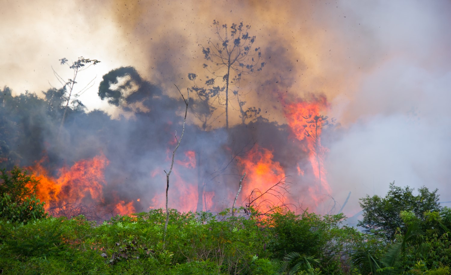 Rainforest Charity Launches Crypto Appeal To Help Protect Amazon