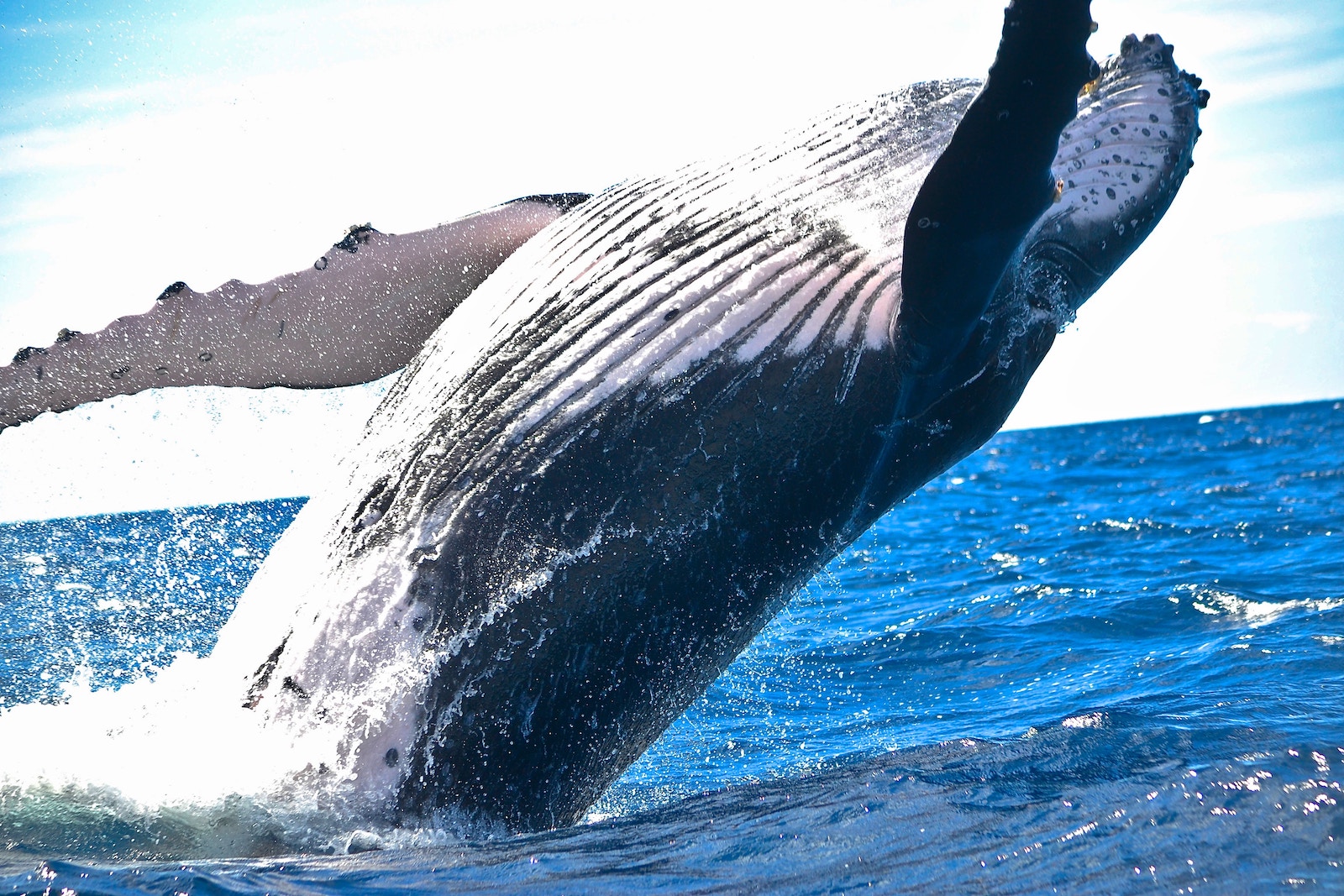 Massive $1 Billion Bitcoin Whale Transaction Makes Waves