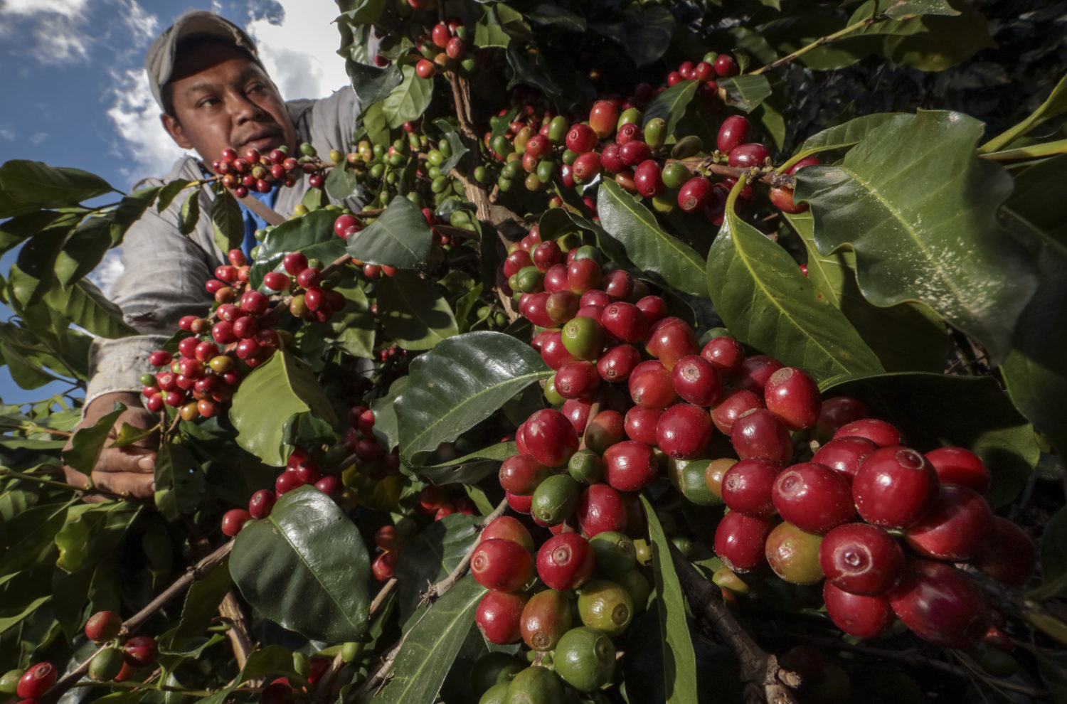 GrainChain’s Smart Contracts Unite Honduras Coffee Business