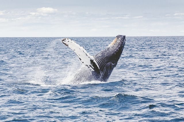 Study Reveals: Bitcoin $20,000 Bull-Run Caused By One Whale