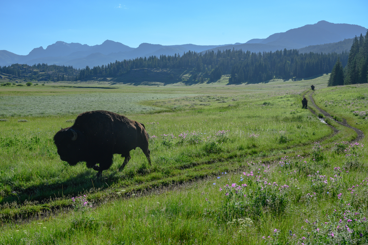 Blockchain Capital Leads $25M Funding Round For Libra Member Bison Trails