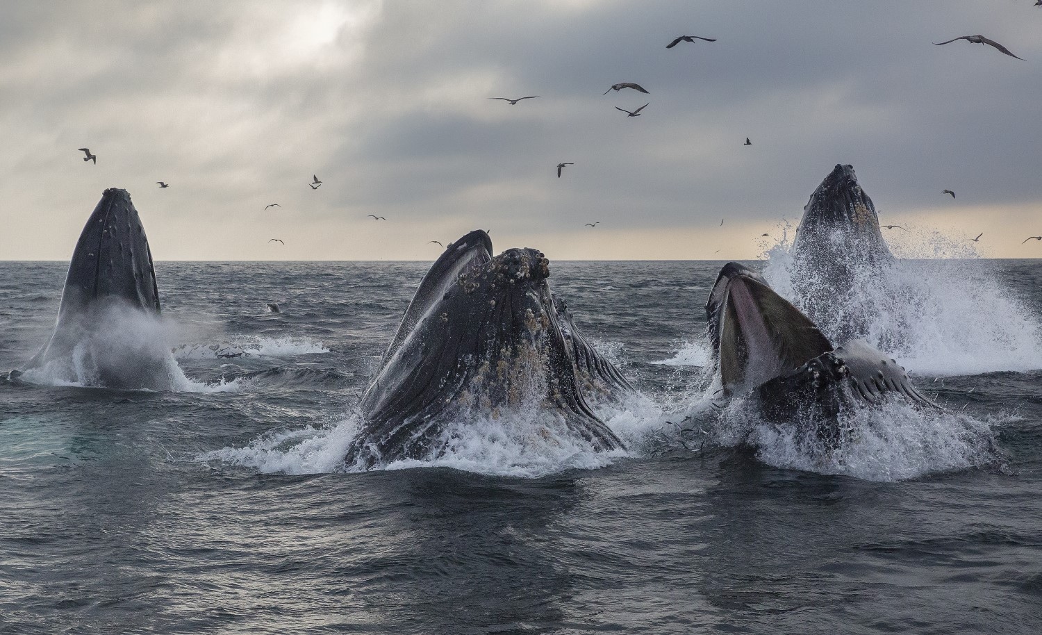 Number-of-bitcoin-‘whales’-has-risen-by-2%-since-halving