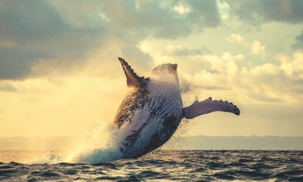 Mysterious-bitcoin-whale-moves-$933-million-–-0.5%-of-all-btc