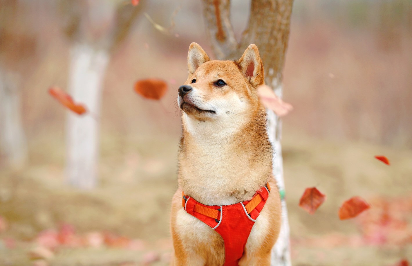 Crypto-long-&-short:-dogecoin,-market-manipulation-and-the-downside-of-a-coinbase-ipo