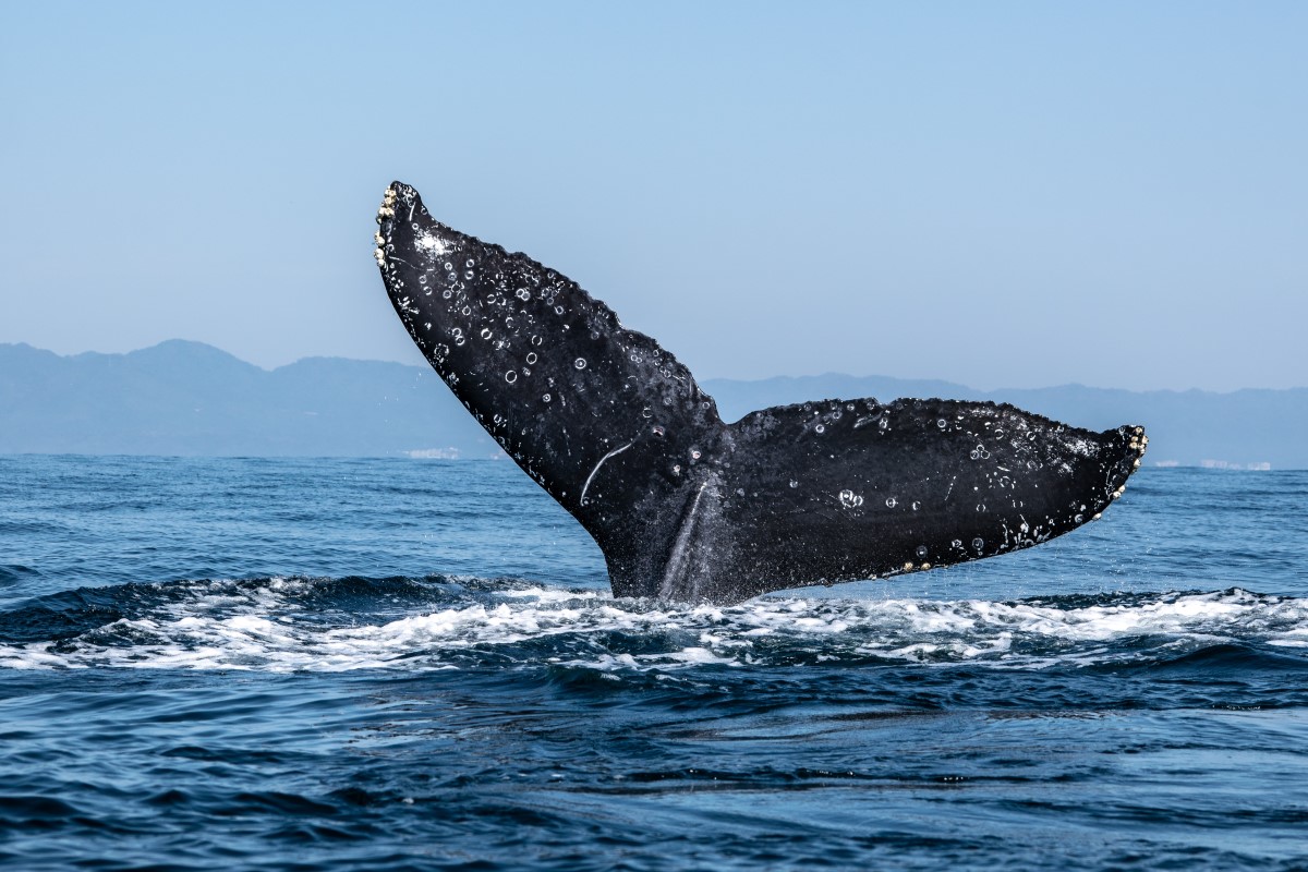 Drop-in-bitcoin-‘whale’-addresses-suggests-market-may-be-decentralizing
