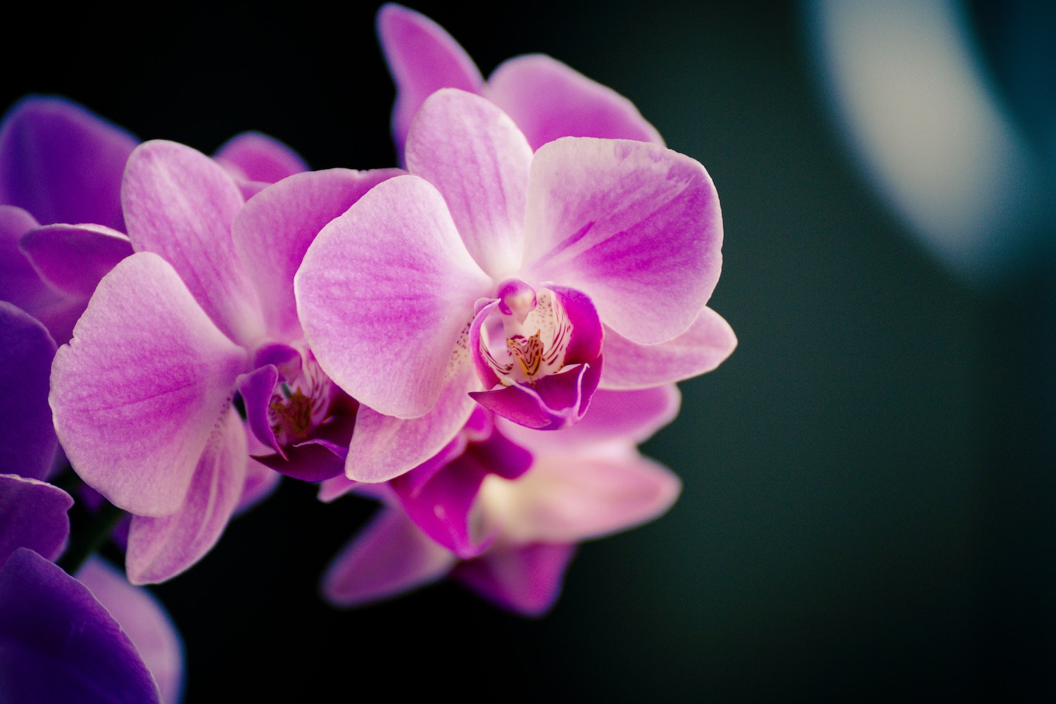 Orchid-vpn-goes-live-with-desktop-app-for-mac-users