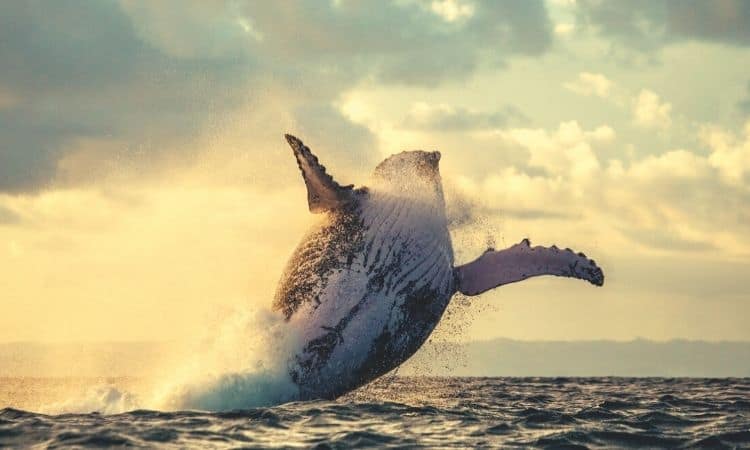 Bitcoin-whales-are-accumulating-more-than-50,000-btc-every-month:-report