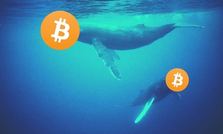 Report:-after-buying-bitcoin’s-bottom-in-march,-whales-continue-accumulating