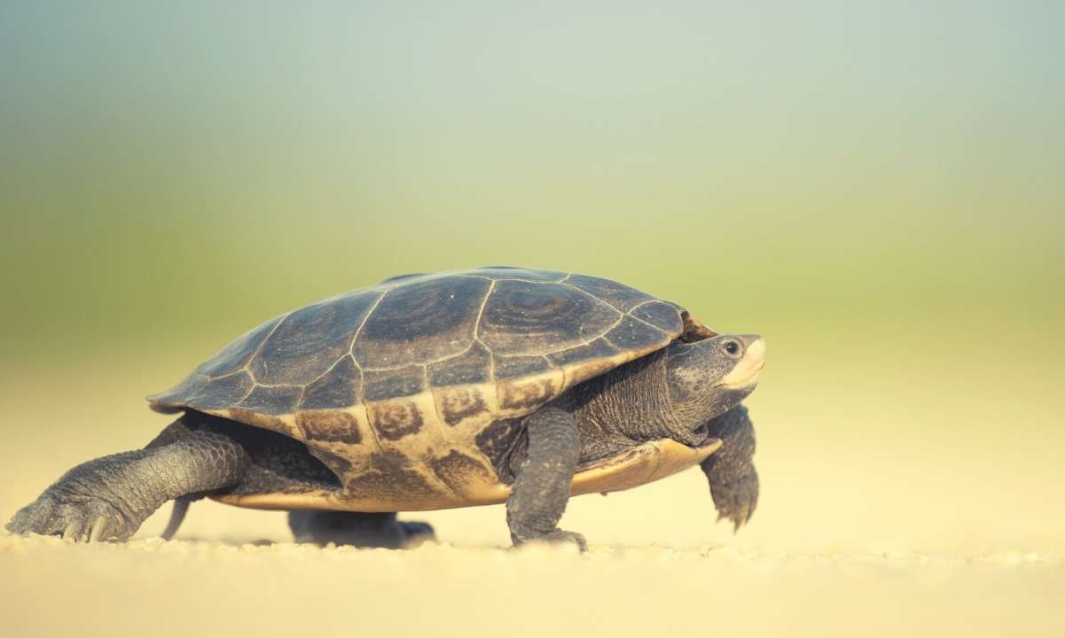 Stagnant-crypto-weekend:-bitcoin-temporarily-stopped-at-$13,000