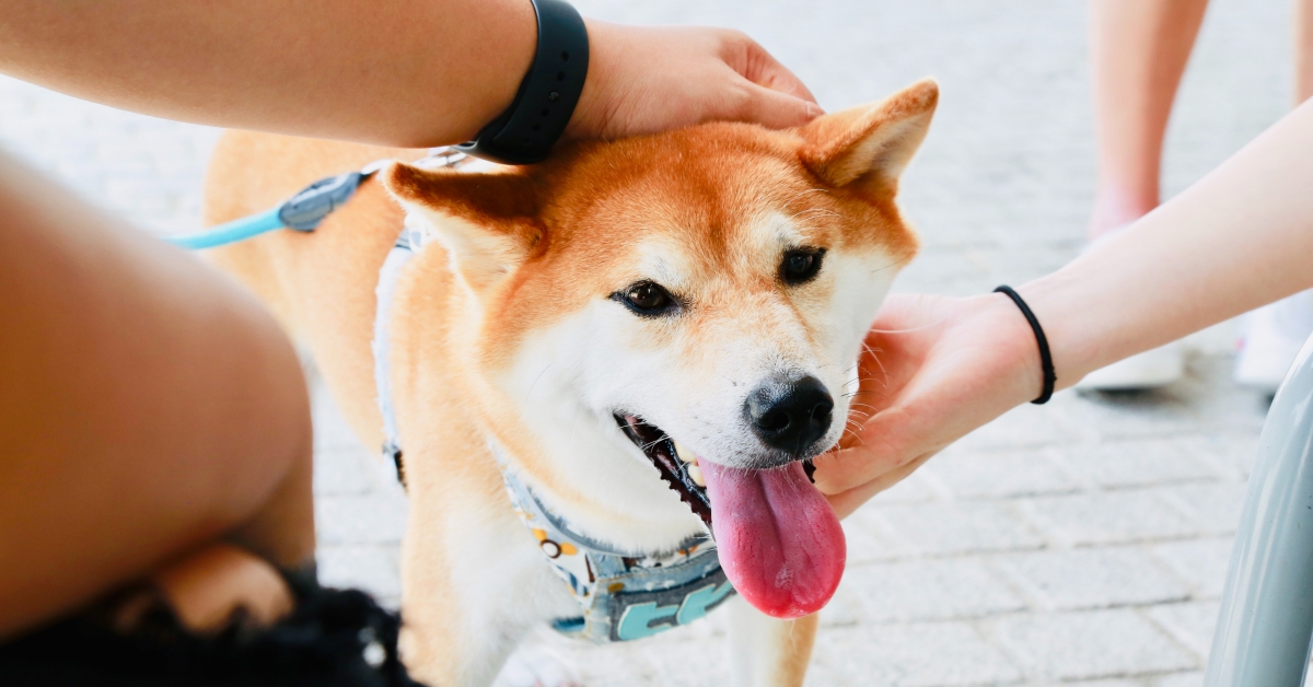 Dogecoin’s-surging-price-has-resurrected-its-technical-development