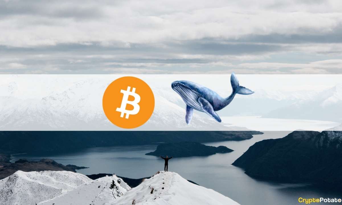Local-top-indicators-flash-for-bitcoin:-3rd-biggest-whale-sent-3,000-btc-to-coinbase