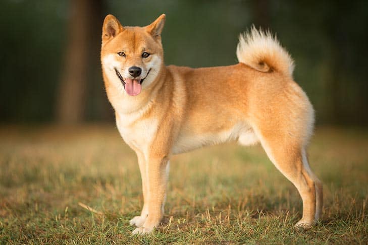 Etoro-listed-shiba-inu-(shib)-while-shibaswap-tvl-drops-almost-80%-in-two-weeks