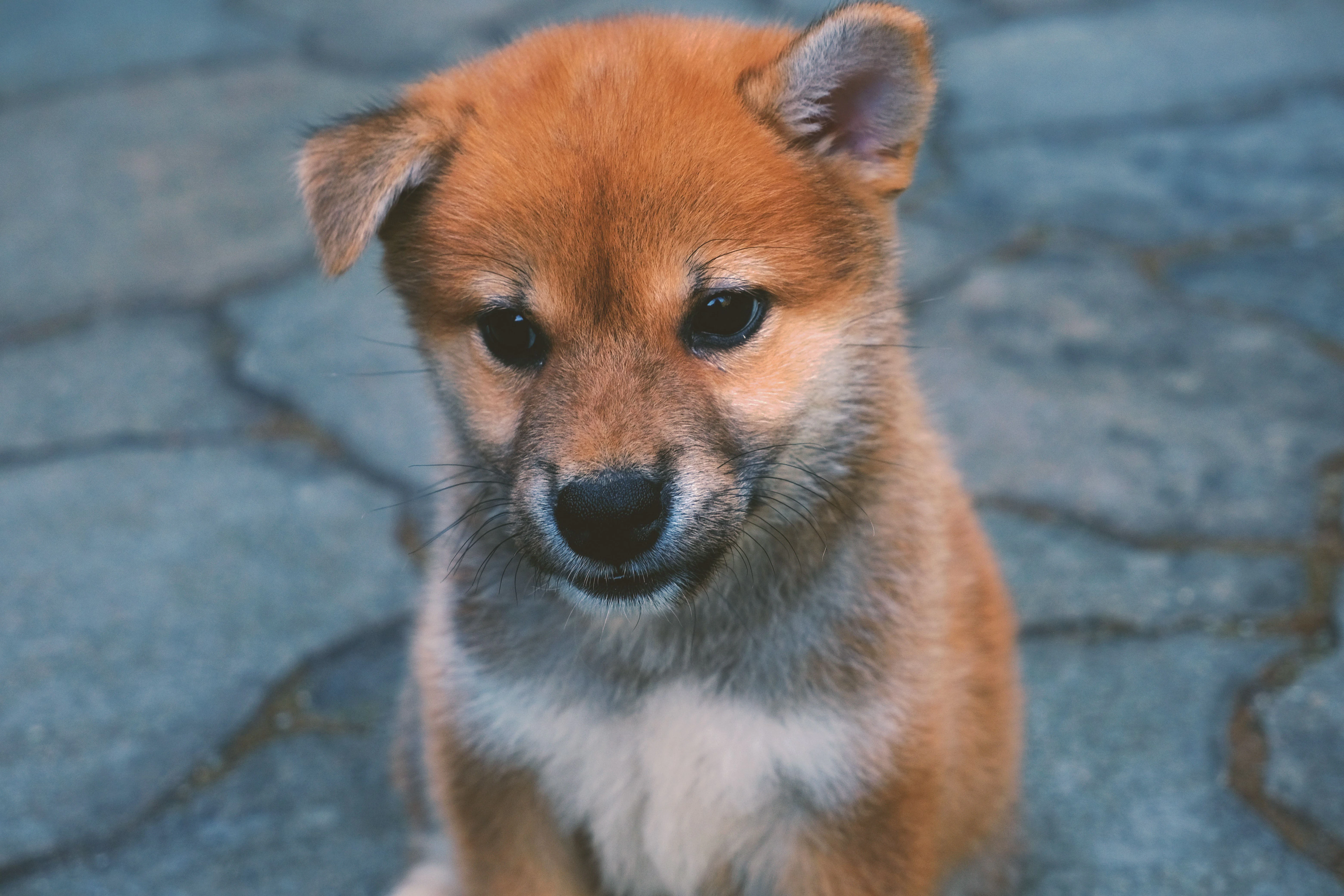 Why-shiba-inu-has-been-more-resilient-than-some-shib-haters-would-like-to-admit