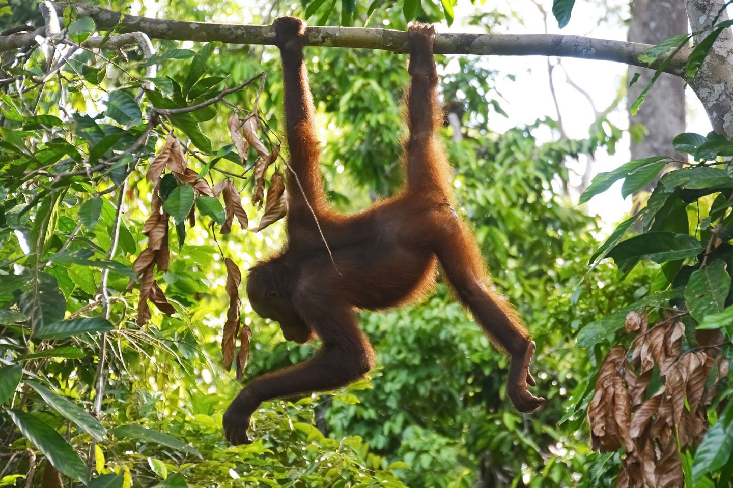 Traders-are-‘apeing’-into-a-sam-altman-crypto-lookalike,-driving-prices-68%-in-24-hours