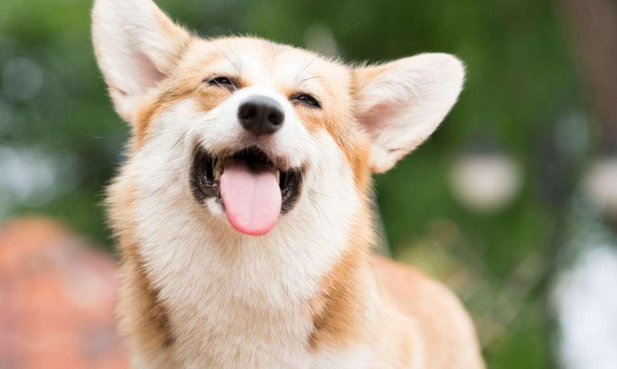 Shiba-inu-and-dogecoin:-the-most-searched-cryptocurrencies-on-google-usa-during-november