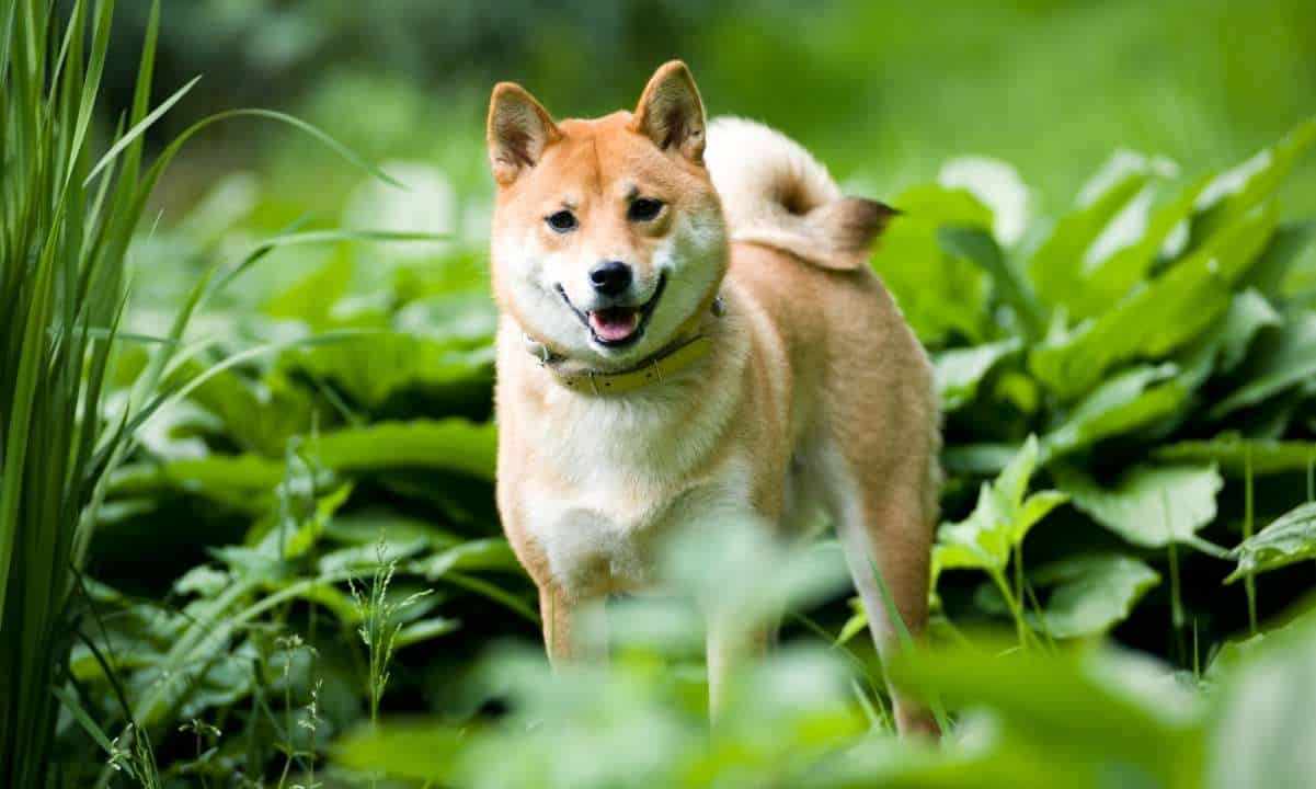 There-are-now-1-million-shiba-inu-holders,-despite-shib’s-50%-monthly-drop