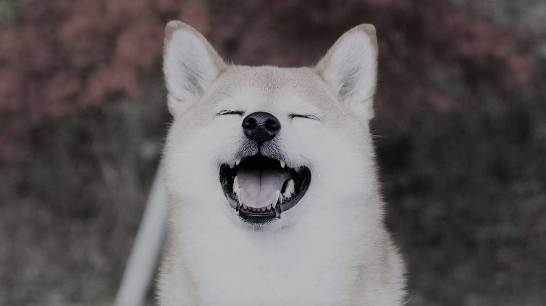 Leash-skyrockets-40%-as-shiba-inu-introduces-metaverse-real-estate