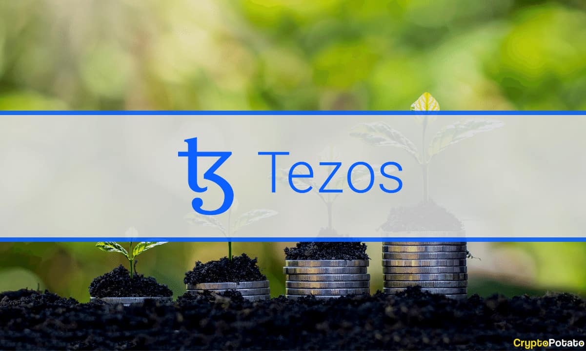 The-tezos-network-and-its-silent-growth-over-the-past-year