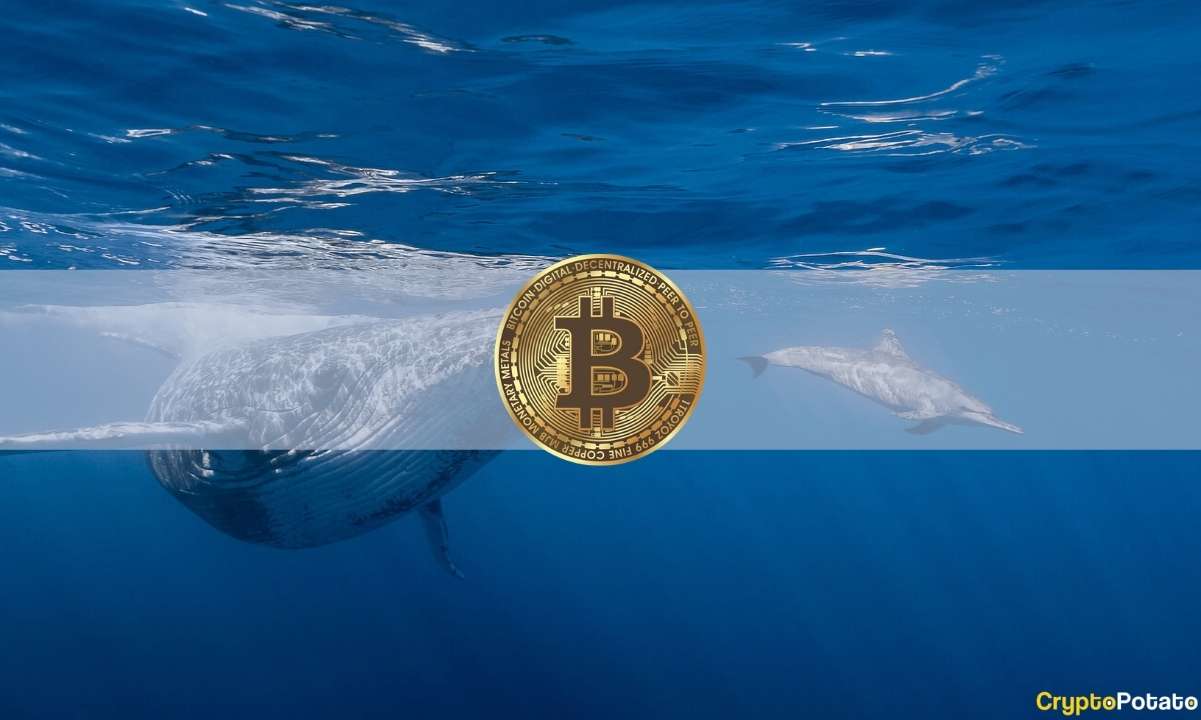 Top-bitcoin-whales-bought-the-dip,-adding-over-6,000-btc-in-a-day