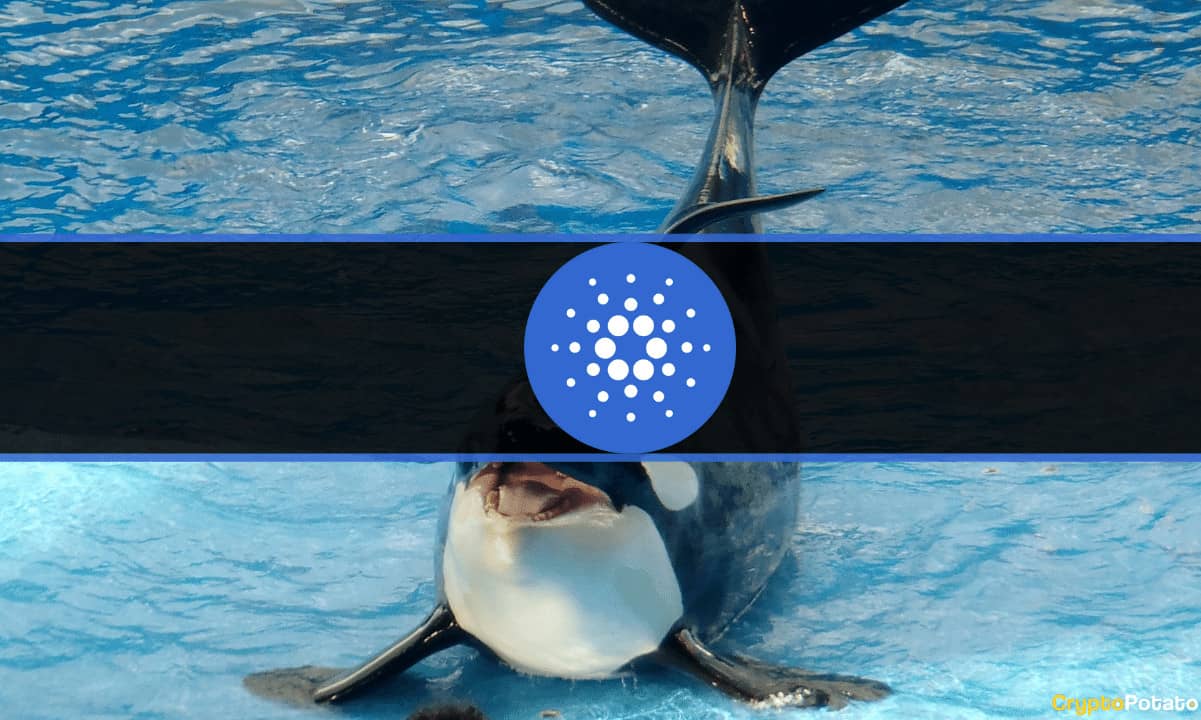 Cardano-whales-bought-200-million-more-ada-in-5-weeks