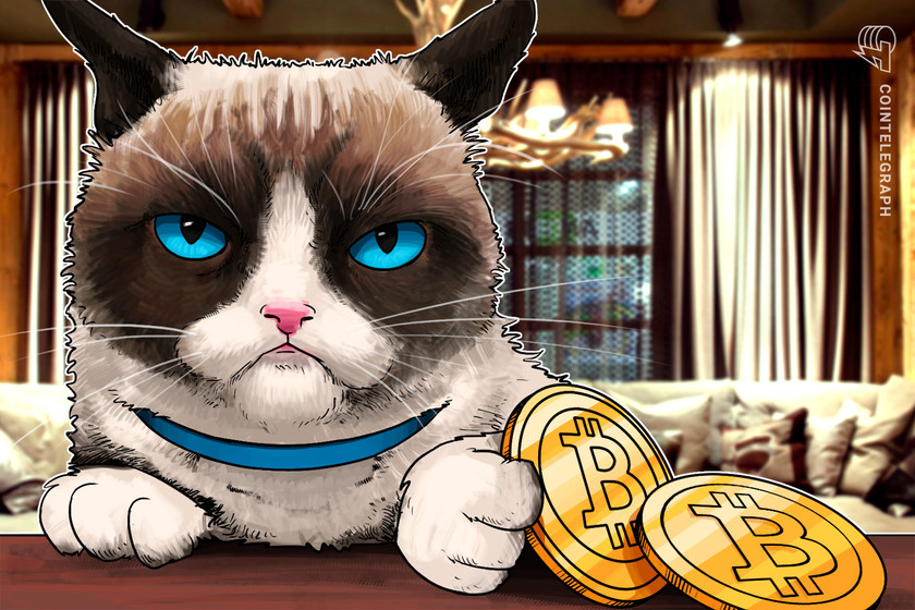 Bitty-kitty:-cat-spoils-bitcoin-node-during-price-crash-with-‘dirty-protest’