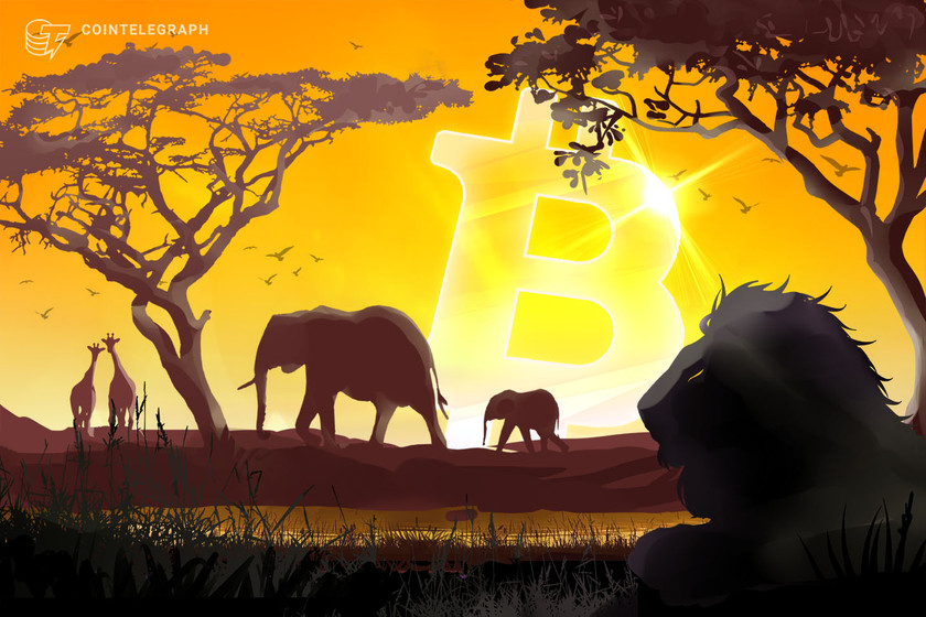 South-african-grocery-giant-‘pick-n-pay’-intends-to-accept-bitcoin-in-all-stores-nationwide