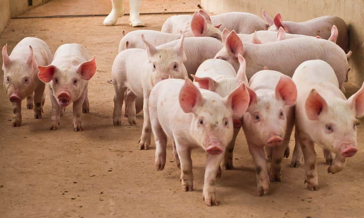 Pig-butchering-crypto-scams-exploit-uk’s-companies-house:-report