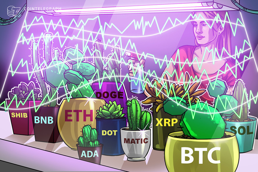 Price-analysis-2/24:-btc,-eth,-bnb,-xrp,-ada,-doge,-matic,-sol,-dot,-shib