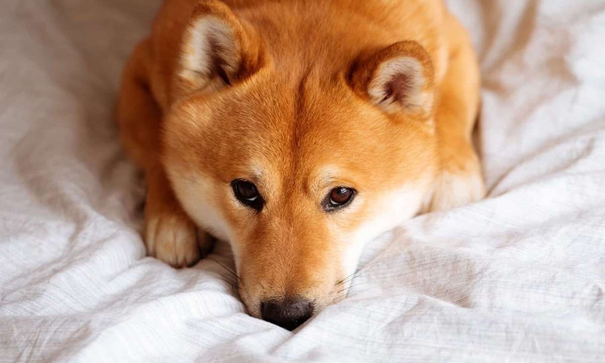 Shiba-inu-devs-reveal-layer-2-project’s-beta-version-to-release-this-week
