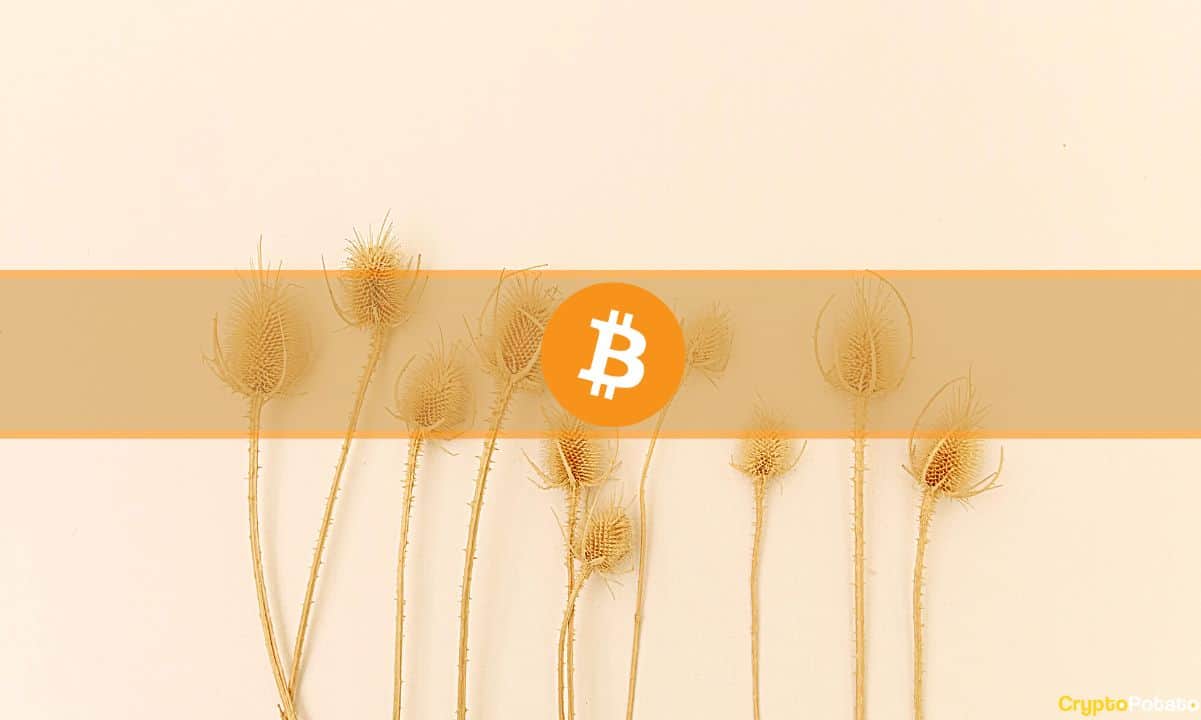 Nearly-1-million-blockchain-addresses-now-hold-over-1-bitcoin