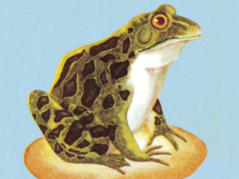 Frogs,-fevers-and-fees:-bitcoin’s-new-governance-challenge