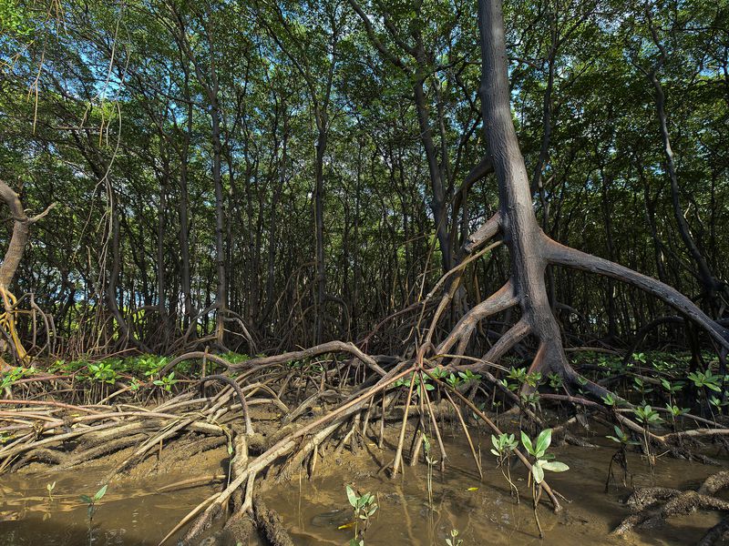 Dex-mangrove-launches-on-polygon-testnet,-plans-to-go-live-on-mainnet-in-june