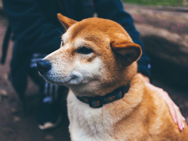 Shiba-inu-themed-floki-sees-trading-volume-surge-amid-china-plans