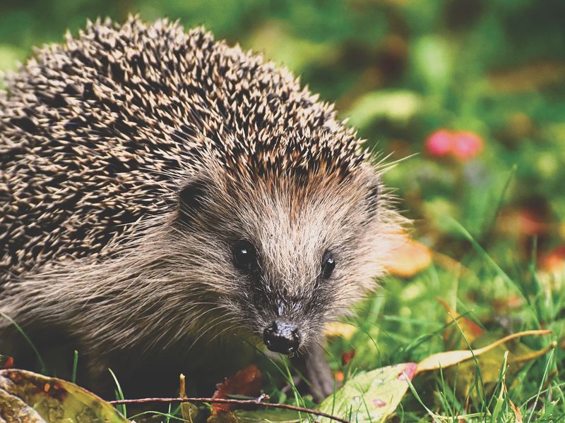 Crypto-robo-adviser-hedgehog-launches-as-app-with-gemini-as-custodian