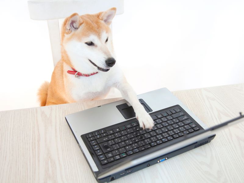 Early-shiba-inu-holder-with-10%-of-supply-moves-$30m-in-shib-tokens