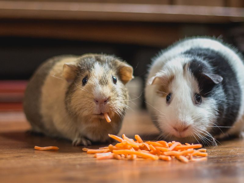 Move-over-shiba-inu:-crypto-community-flirts-with-hamster-race-betting