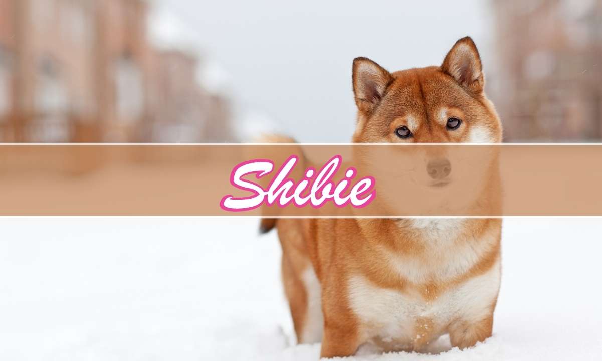 Shiba-inu-whales-buy-trillions-ahead-of-shibarium,-as-investors-also-back-shibie-coin