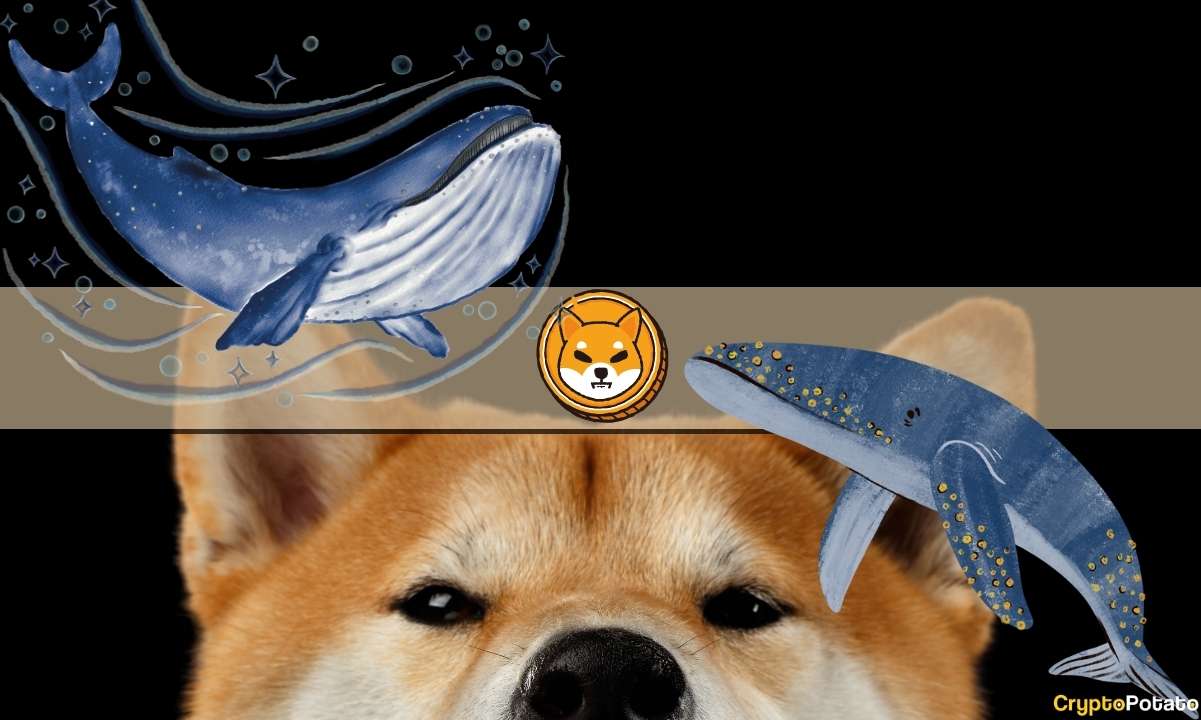 Why-are-shib-whales-accumulating-trillions-of-shiba-inu-tokens-now?
