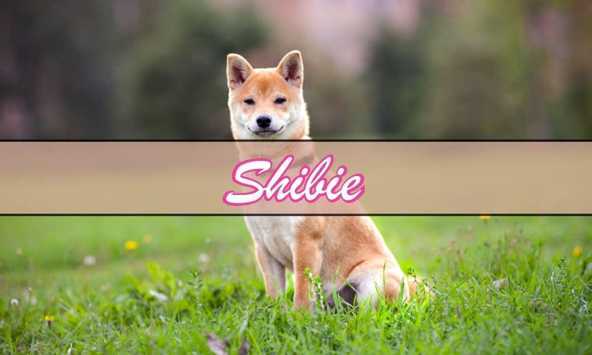 Shiba-inu-price-continues-bullish-ascent,-as-shibie-coin-is-also-pumping
