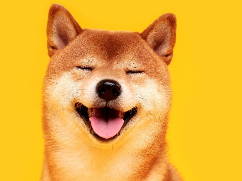 Shiba-inu’s-ethereum-layer-2-blockchain-shibarium-goes-live-amid-push-for-defi-growth