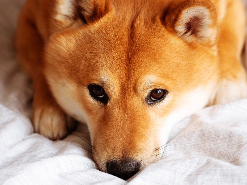 Shiba-inu-plans-shibarium’s-public-restart-days-after-botched-launch