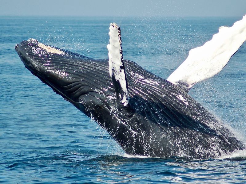 Crypto-whale-takes-$150m-bullish-bet-on-ether,-trading-data-tracker-shows