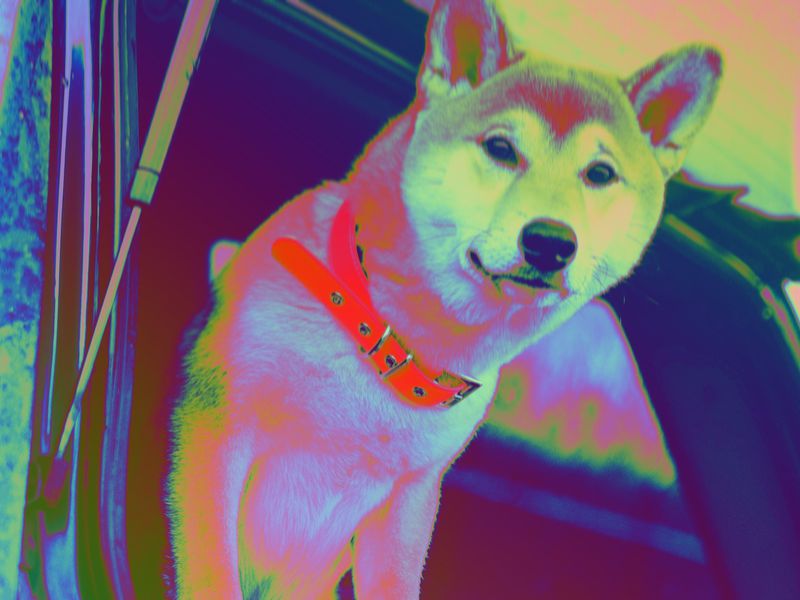 Shiba-inu-developers-floated-a-dummy-token-and-now-activist-traders-are-making-it-a-real-thing